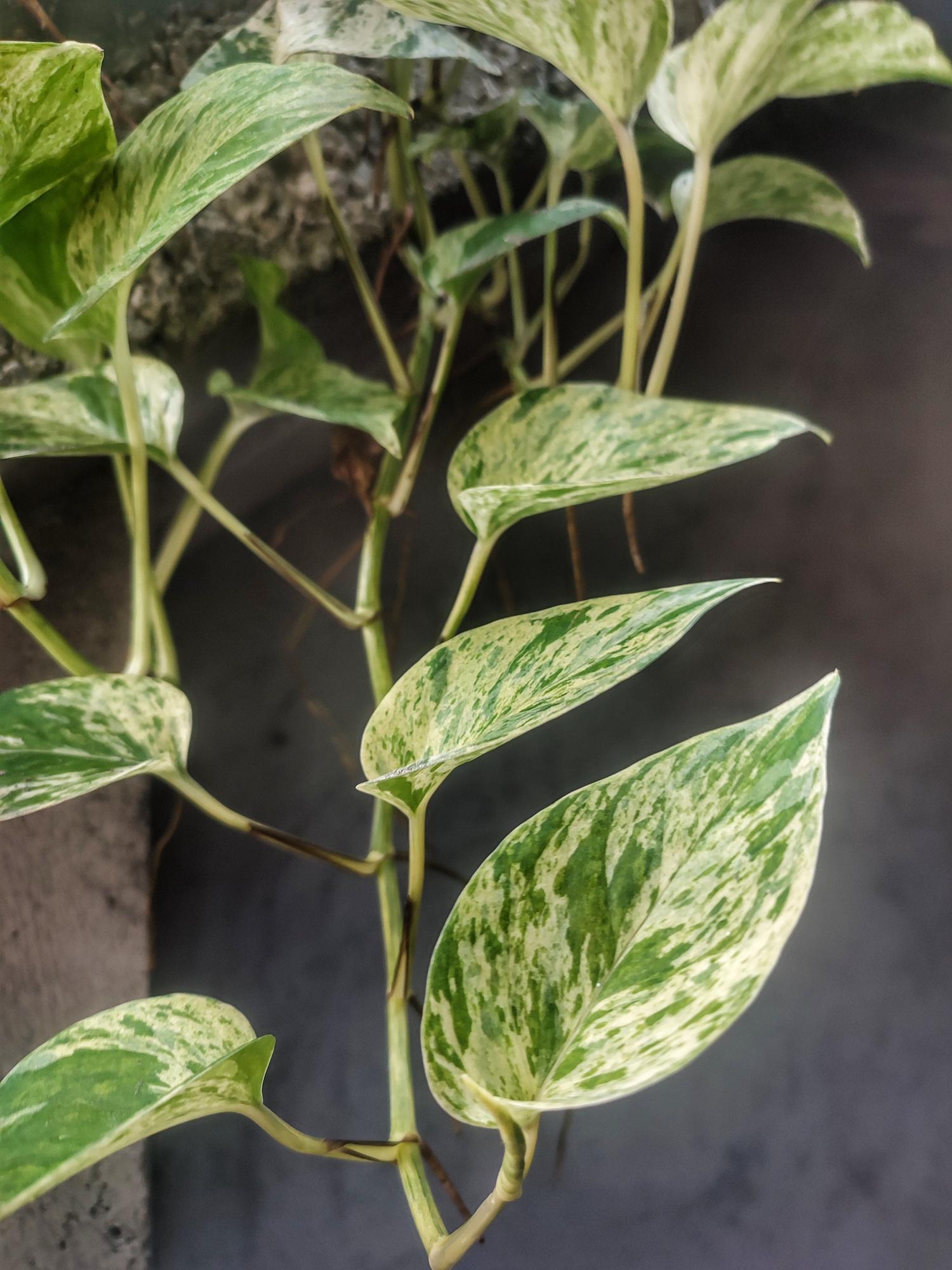 Marble Queen Pothos